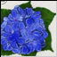 Hortensie
